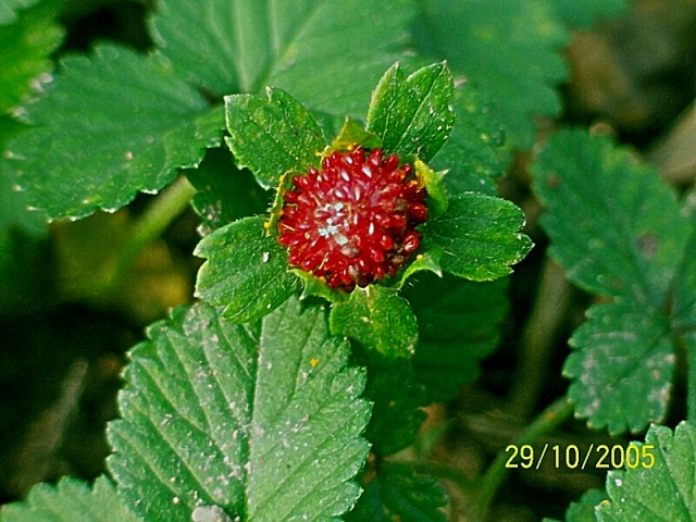 Potentilla indica (=Duchesnea indica) / Fragola matta